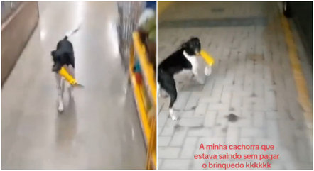 Vídeo: cachorra sai correndo de loja com brinquedo sem pagar e vídeo viraliza nas redes sociais