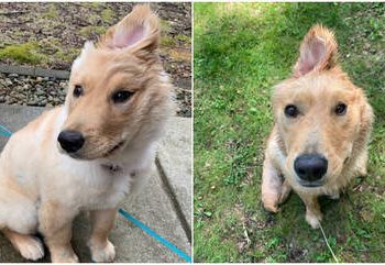 Cadela com uma orelha só conquista mais de 200 mil seguidores nas redes sociais