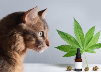 Cannabis pode ajudar pets com paralisia e convulsões