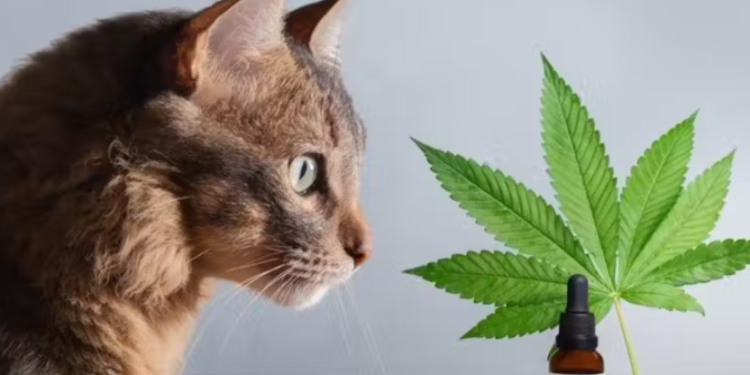 Cannabis pode ajudar pets com paralisia e convulsões