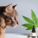 Cannabis pode ajudar pets com paralisia e convulsões