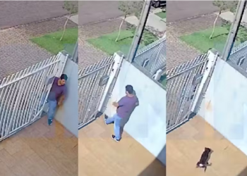 Cãozinho valente espanta ladrão e evita assalto em Cascavel