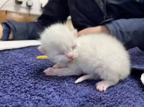 Gatinho resgatado do lixo encontra novo lar e amigo para celebrar o Natal