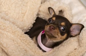 As raças de cachorros mais populares nos EUA em 2022