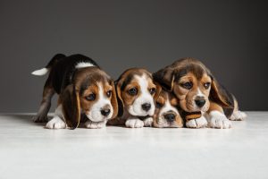 As raças de cachorros mais populares nos EUA em 2022