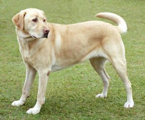 As raças de cachorros mais populares nos EUA em 2022