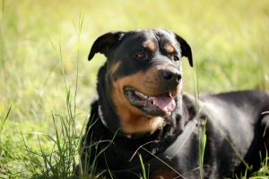 As raças de cachorros mais populares nos EUA em 2022