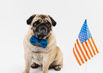 As raças de cachorros mais populares nos EUA em 2022