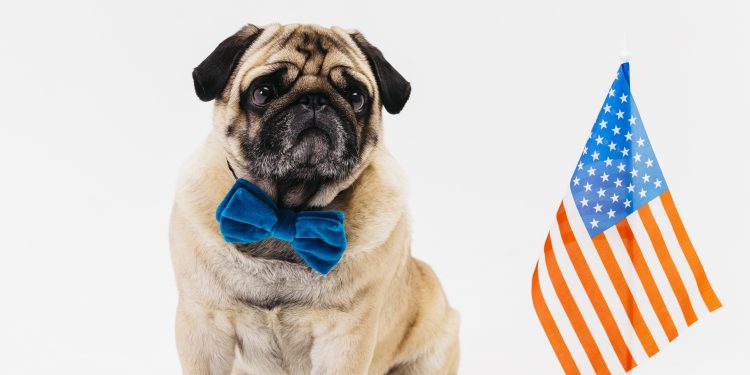 As raças de cachorros mais populares nos EUA em 2022