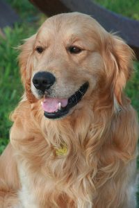 As raças de cachorros mais populares nos EUA em 2022
