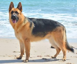 As raças de cachorros mais populares nos EUA em 2022