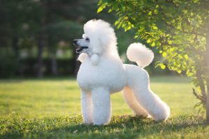 As raças de cachorros mais populares nos EUA em 2022