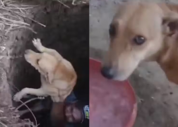 Cadela é salva por amigo de quatro patas após cair em cisterna