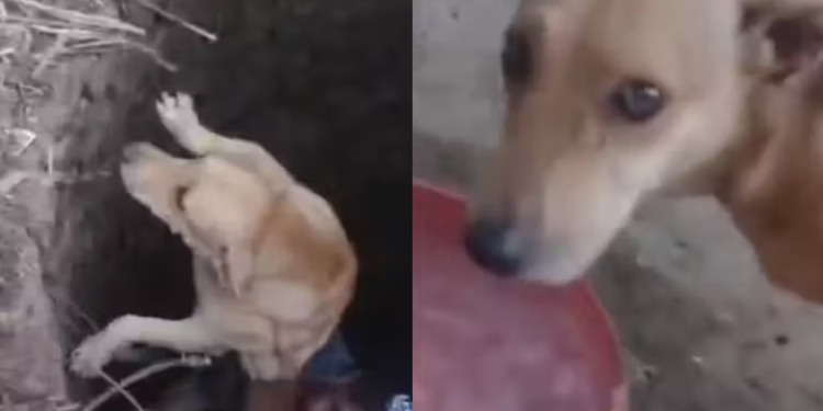 Cadela é salva por amigo de quatro patas após cair em cisterna