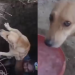 Cadela é salva por amigo de quatro patas após cair em cisterna