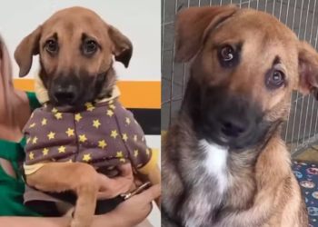 Cão devolvido após adoção por crescer demais encontra novo lar após viralizar nas redes