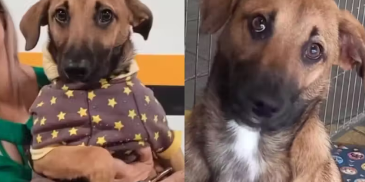 Cão devolvido após adoção por crescer demais encontra novo lar após viralizar nas redes