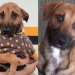 Cão devolvido após adoção por crescer demais encontra novo lar após viralizar nas redes