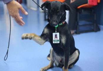 Cão vira-lata vira primeiro "funcionário" da rede municipal de saúde de São Paulo