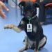 Cão vira-lata vira primeiro "funcionário" da rede municipal de saúde de São Paulo