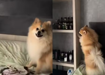 Cãozinho esperto aprende a pedir para ligar o ar condicionado; confira o vídeo