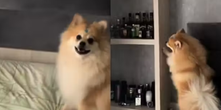 Cãozinho esperto aprende a pedir para ligar o ar condicionado; confira o vídeo