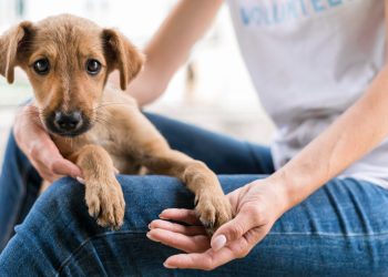 Cuidados para adoção de cachorro