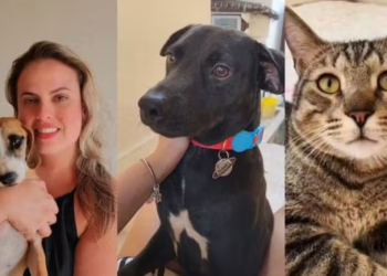 Enfermeira salvar vidas humanas e animais