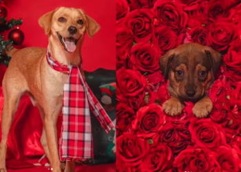 Fotógrafo usa ensaio de Natal com cães abandonados para incentivar adoção
