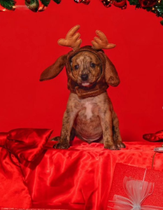 Fotógrafo usa ensaio de Natal com cães abandonados para incentivar adoção