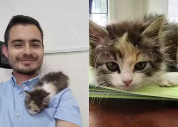 Professor mexicano cuida de gatinho de aluna para ela poder fazer prova