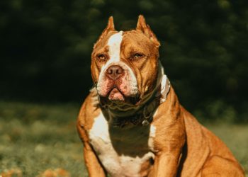 Reino Unido proíbe american bully XL; mais de 240 cães podem ser sacrificados