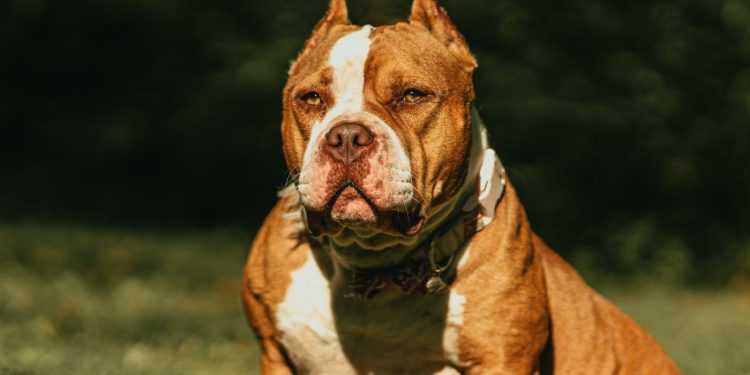Reino Unido proíbe american bully XL; mais de 240 cães podem ser sacrificados