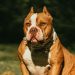 Reino Unido proíbe american bully XL; mais de 240 cães podem ser sacrificados