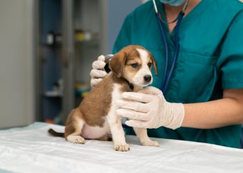 Surto de doença respiratória canina misteriosa nos EUA preocupa tutores