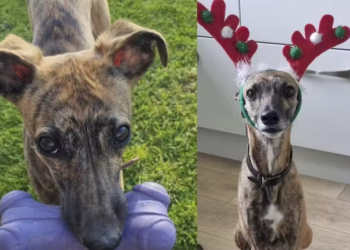 Veterinária salva cachorrinho espancado e o adota