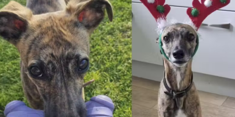 Veterinária salva cachorrinho espancado e o adota