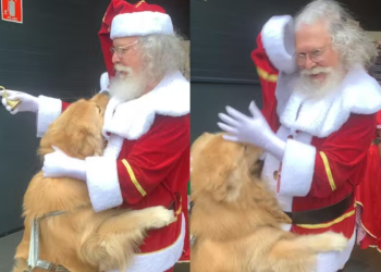 Vídeo: Golden Retriever tenta roubar bolinha do gorro do Papai Noel e viraliza