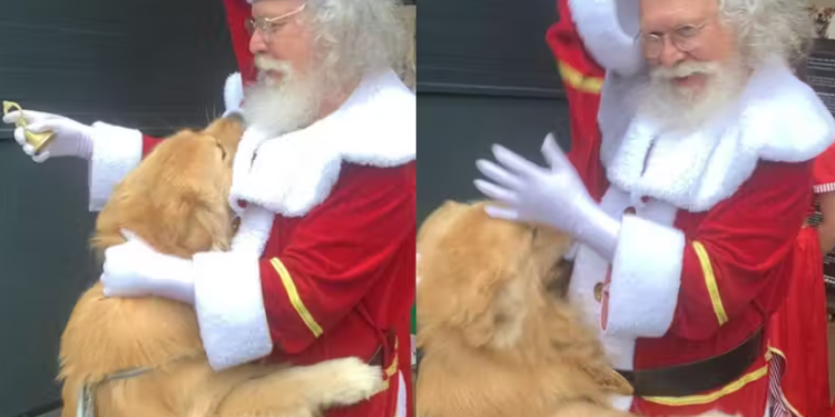 Vídeo: Golden Retriever tenta roubar bolinha do gorro do Papai Noel e viraliza