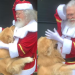 Vídeo: Golden Retriever tenta roubar bolinha do gorro do Papai Noel e viraliza