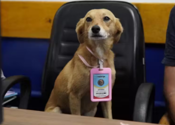 Cachorros adotados pela Prefeitura de Guarujá ganham crachá e são chamados de "servidores públicos"