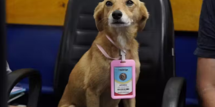 Cachorros adotados pela Prefeitura de Guarujá ganham crachá e são chamados de "servidores públicos"