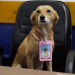 Cachorros adotados pela Prefeitura de Guarujá ganham crachá e são chamados de "servidores públicos"
