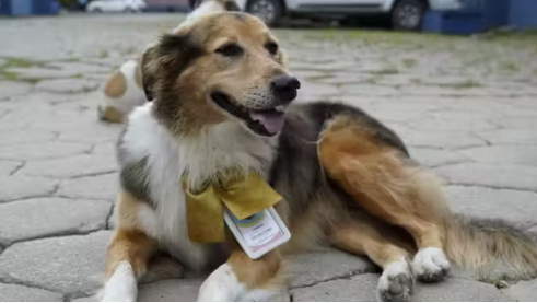 Cachorros adotados pela Prefeitura de Guarujá ganham crachá e são chamados de "servidores públicos"