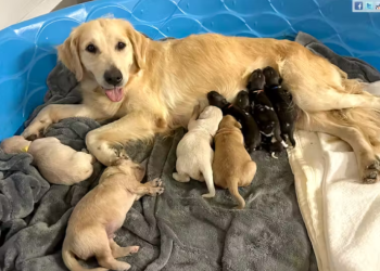 Golden retriever salva filhotes de cães pintados da extinção
