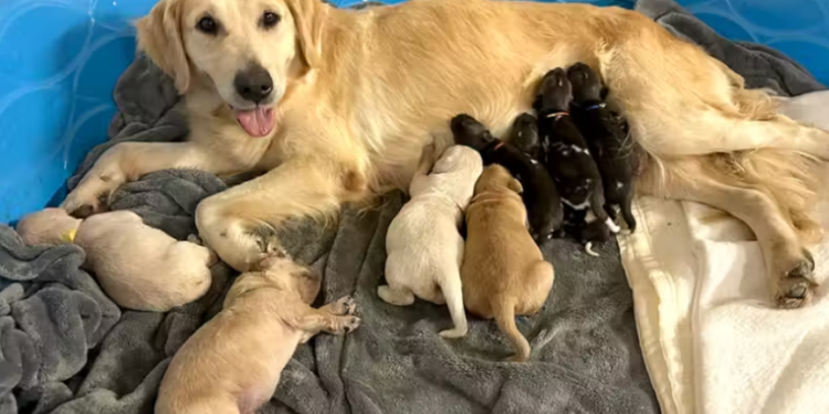 Golden retriever salva filhotes de cães pintados da extinção