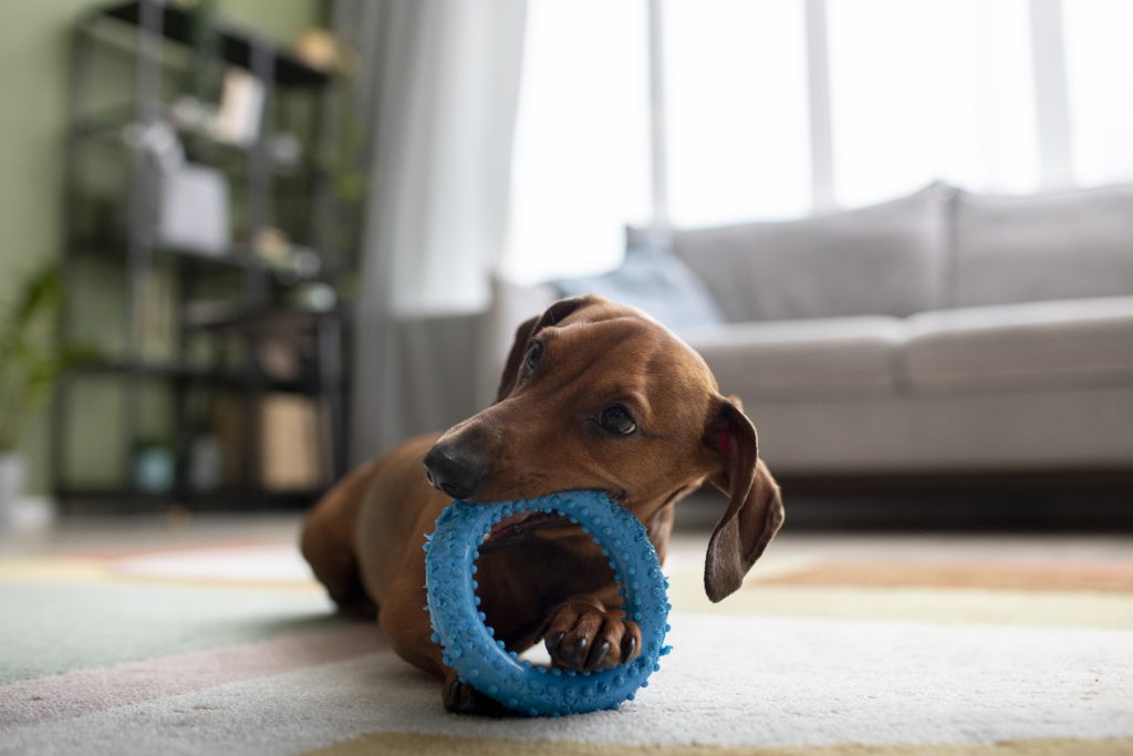 Brinquedos para Pets: guia completo para escolher o brinquedo ideal para seu amigo peludo