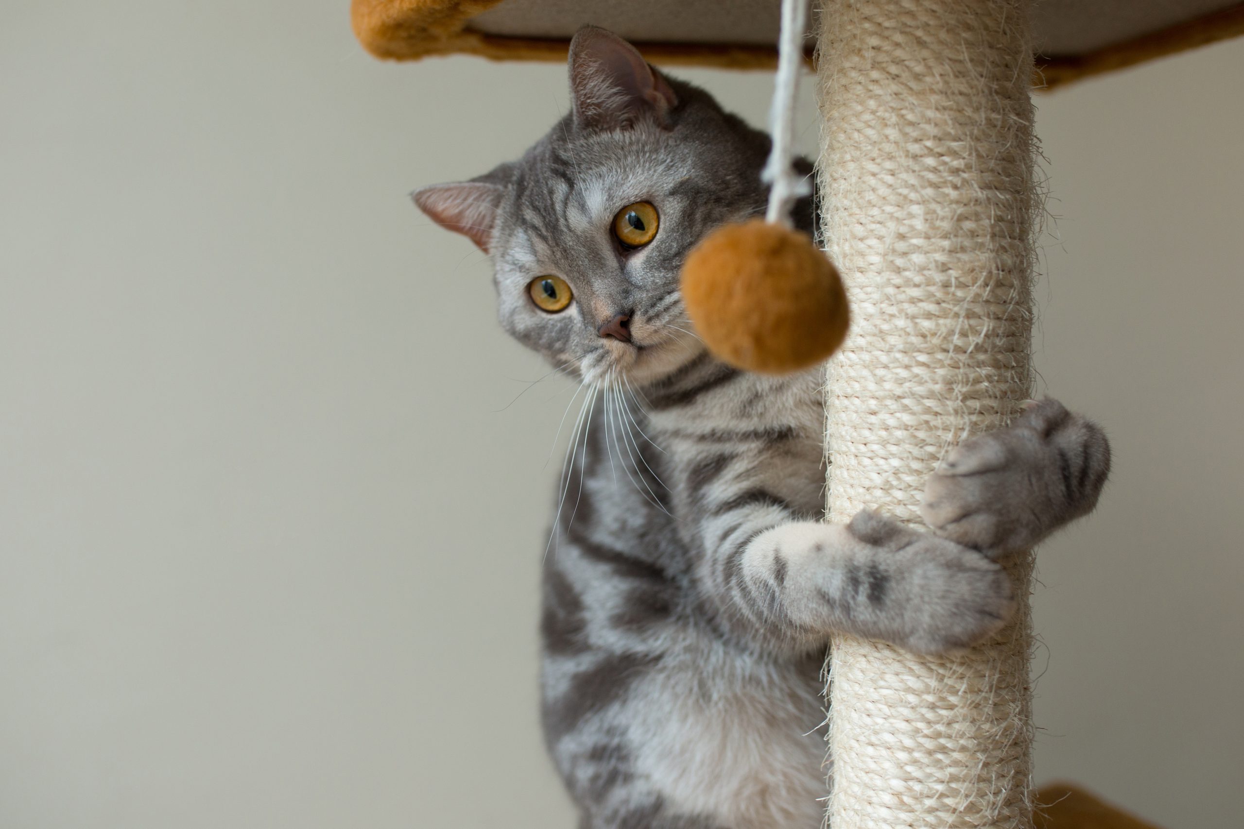 Brinquedos para Pets: guia completo para escolher o brinquedo ideal para seu amigo peludo