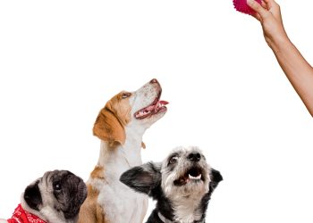 Brinquedos para Pets: guia completo para escolher o brinquedo ideal para seu amigo peludo