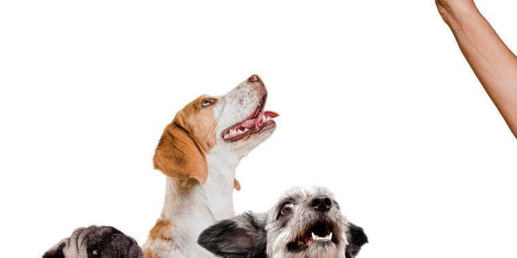 Brinquedos para Pets: guia completo para escolher o brinquedo ideal para seu amigo peludo